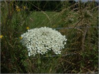 Du musst natürlich schon wieder Blumen fotografieren