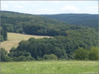 Da leben auch Rehe im Wald