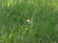 Guck mal ein einsames Kleeblümchen