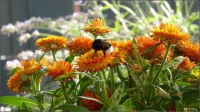 Foto-0153.jpg